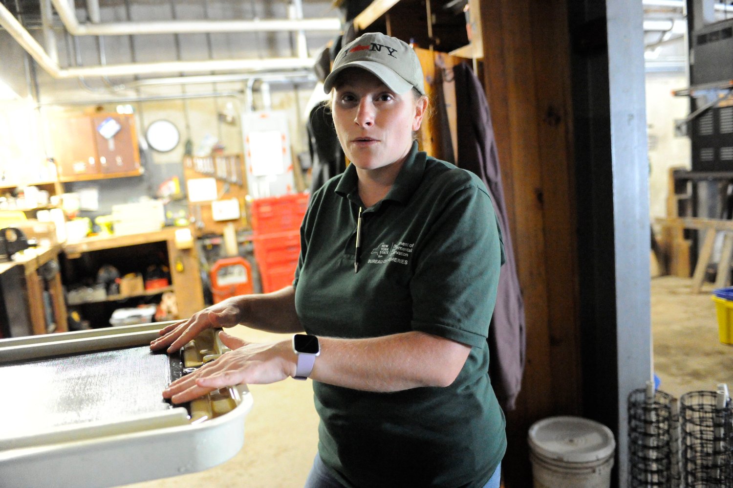 Michelle Poprawski, a  NYS DEC fish culturist, is the first woman to serve as manager of the Catskill Fish Hatchery. She is pictured explaining that after the fertilization process is complete, and after other steps, the eggs are placed into incubation trays.